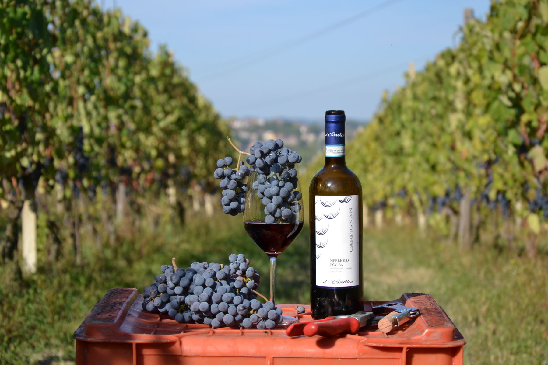 La vendemmia manuale