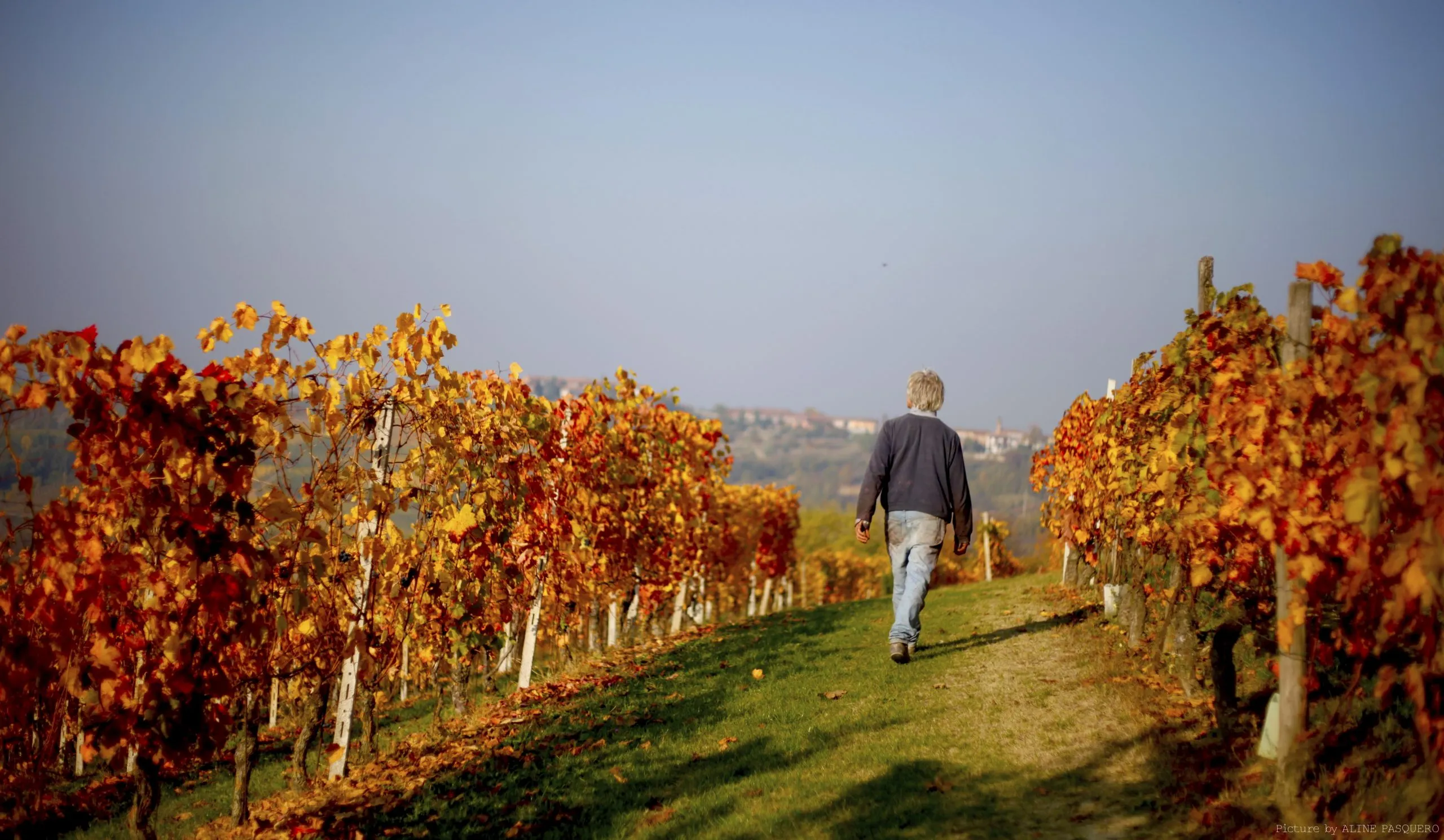 Hilberg Pasquero - Vigneti in autunno