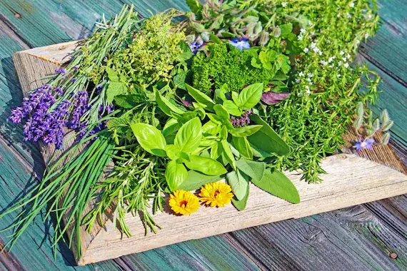 erbe-spontanee eventi