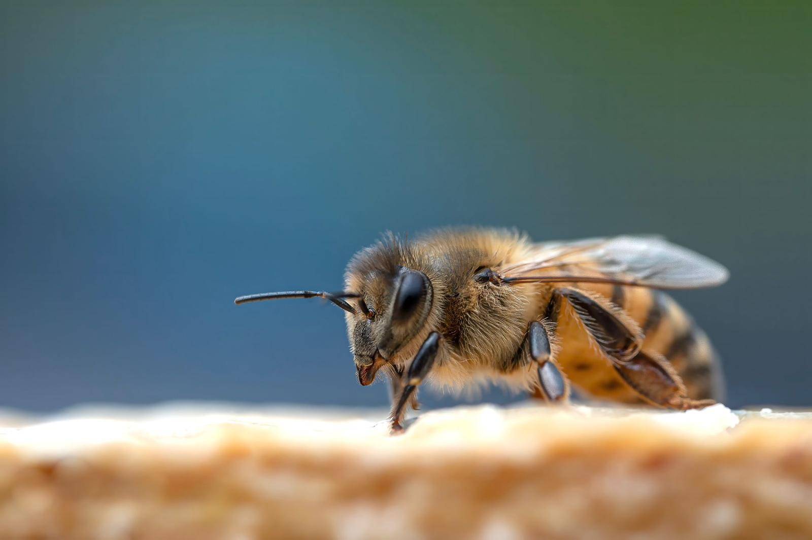 mostra insecta - eventi