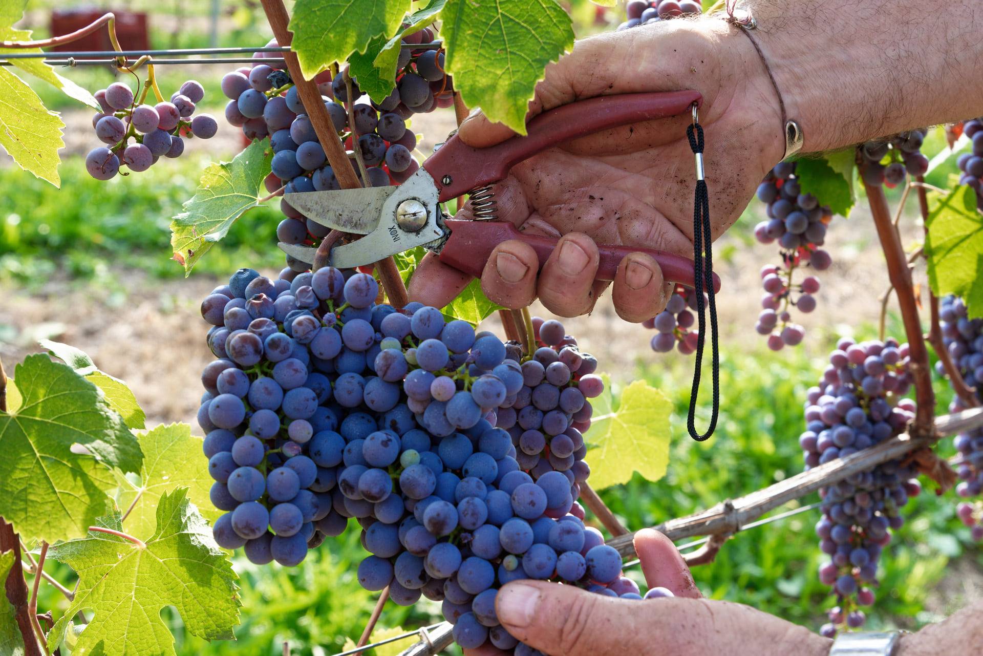 Facce da vino copertina